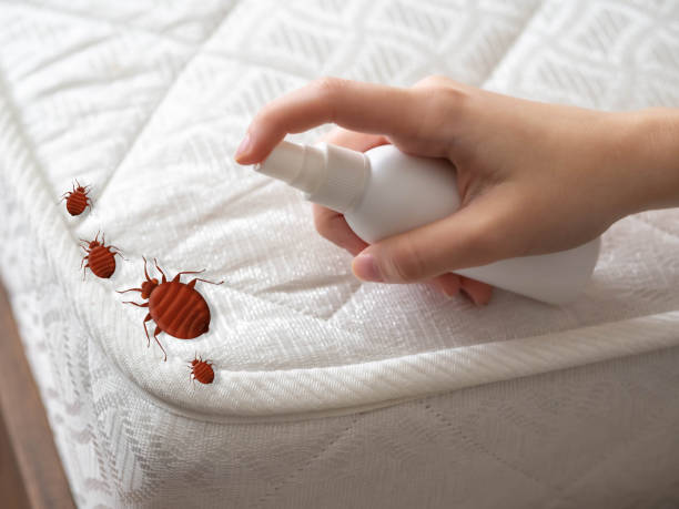 Best Emergency Pest Control  in Conway, AR